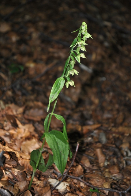 ...alla fiera delle Epipactis!